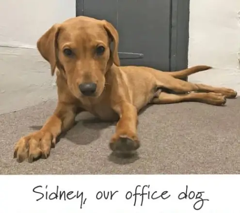 Sidney, Our Office Dog